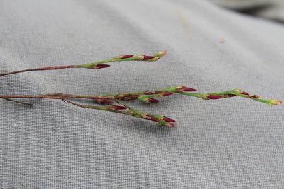 Hypericum gentianoides, photographed by Steven Lamonde