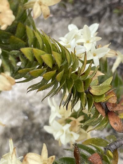Gnidia ornata, photographed by Sean Privett