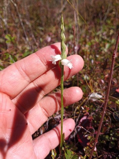 Spiranthes arcisepala, photographed by Anna Hess