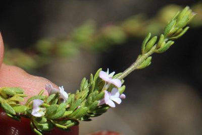 Muraltia rhamnoides, photographed by Tony Rebelo