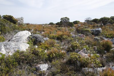Staavia dodii, photographed by Tony Rebelo