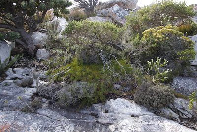 Serruria decumbens, photographed by Tony Rebelo