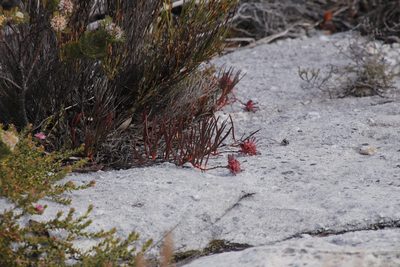 Serruria decumbens, photographed by Tony Rebelo