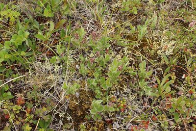 Salix reptans, photographed by nina_nesterova