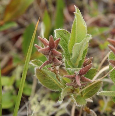 Salix reptans, photographed by nina_nesterova
