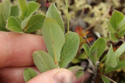 Salix reptans, photographed by nina_nesterova
