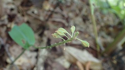 Malaxis unifolia, photographed by John Abrams