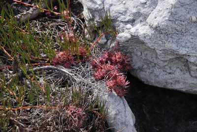 Serruria decumbens, photographed by Tony Rebelo