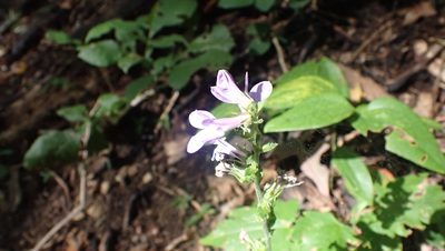 Lobelia puberula, photographed by John Abrams