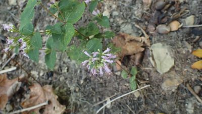Cunila origanoides, photographed by John Abrams
