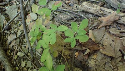 Taenidia integerrima, photographed by John Abrams