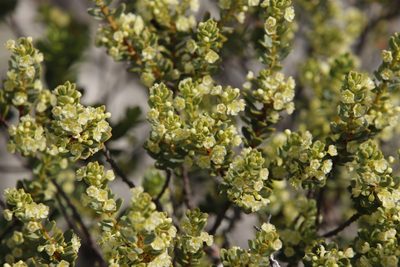 Clutia alaternoides, photographed by Tony Rebelo