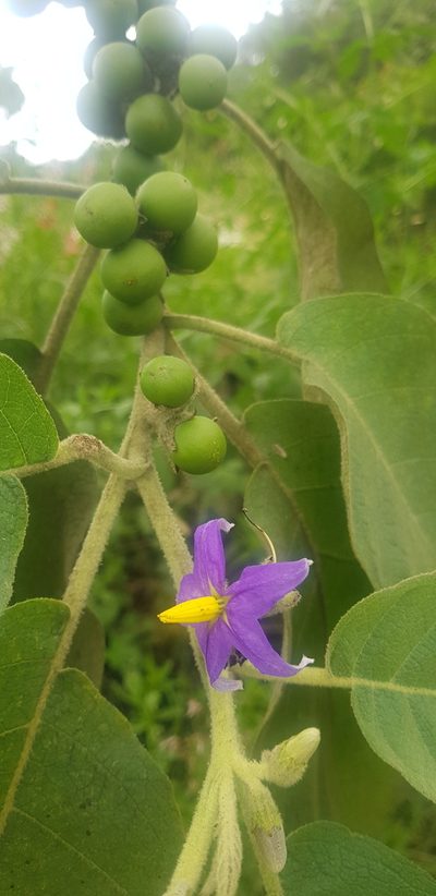 Solanum mitlense, photographed by Eugenio Padilla