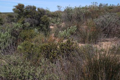 Serruria millefolia, photographed by Tony Rebelo