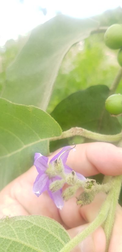 Solanum mitlense, photographed by Eugenio Padilla