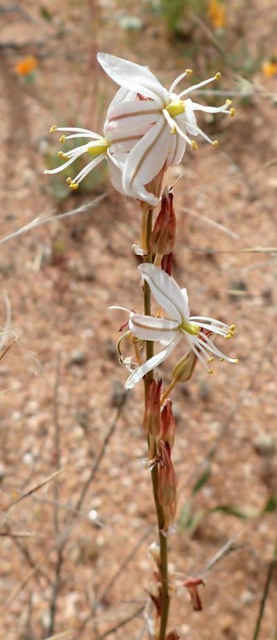Chlorophytum crassinerve, photographed by Nicola van Berkel