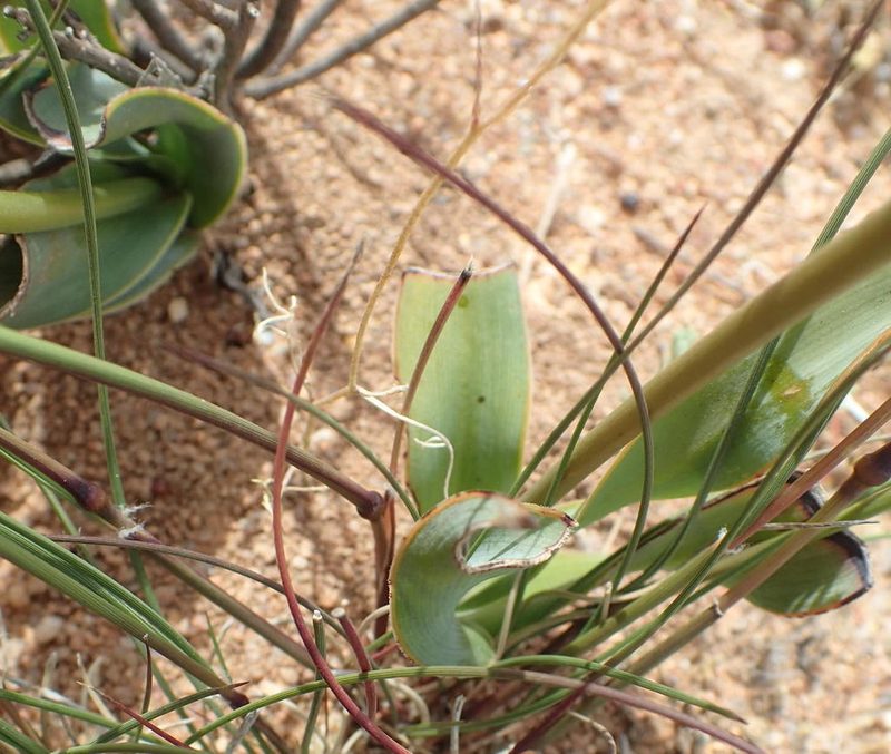 Chlorophytum crassinerve, photographed by Nicola van Berkel