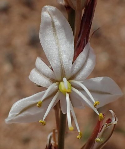 Chlorophytum crassinerve, photographed by Nicola van Berkel