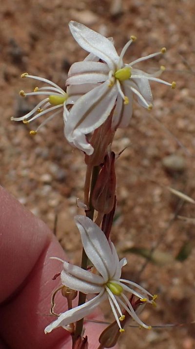 Chlorophytum crassinerve, photographed by Nicola van Berkel