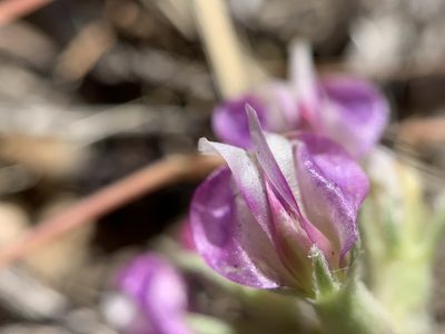 Astragalus calycosus, photographed by mark-groeneveld