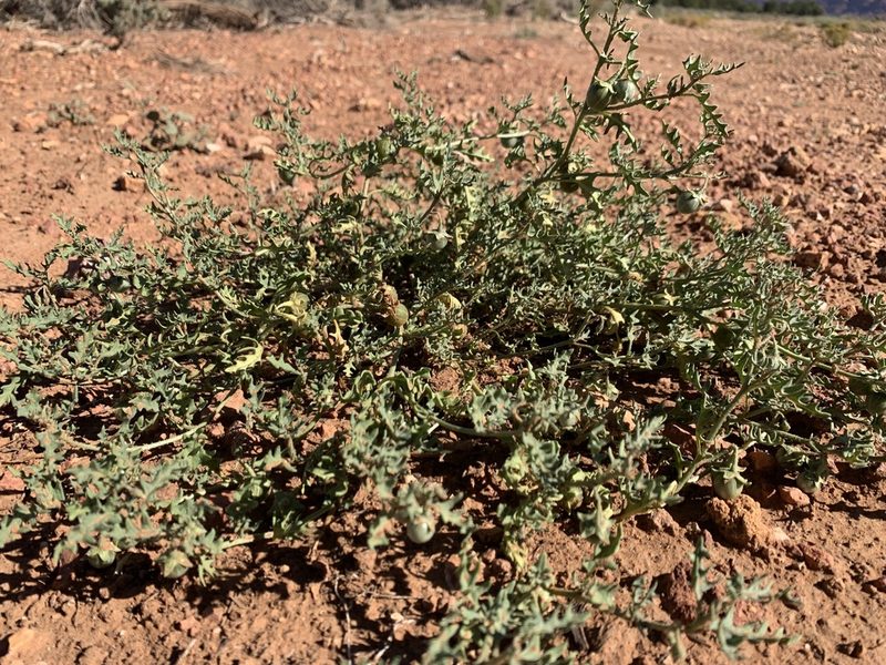 Solanum triflorum, photographed by mark-groeneveld