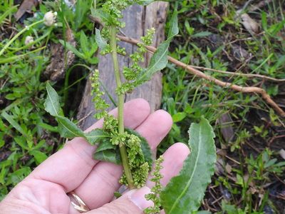 Rumex altissimus, photographed by Sam Kieschnick
