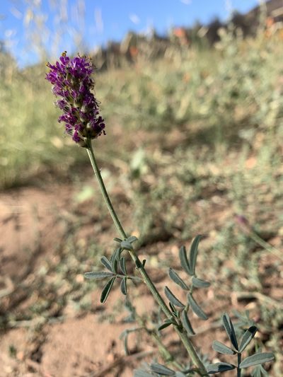 Dalea searlsiae, photographed by mark-groeneveld