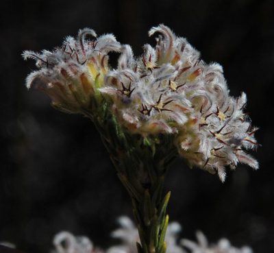 Phylica pulchella, photographed by Tony Rebelo