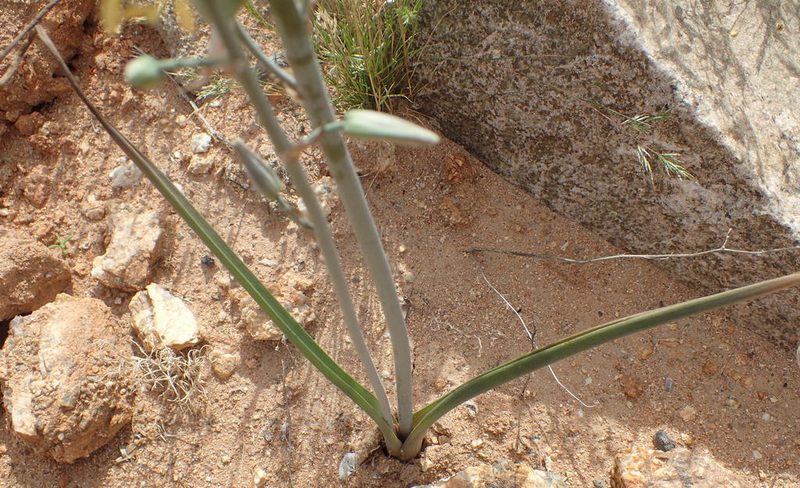 Coilonox vittatum, photographed by Nicola van Berkel