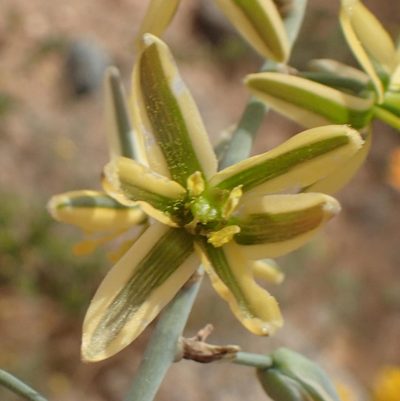 Coilonox vittatum, photographed by Nicola van Berkel