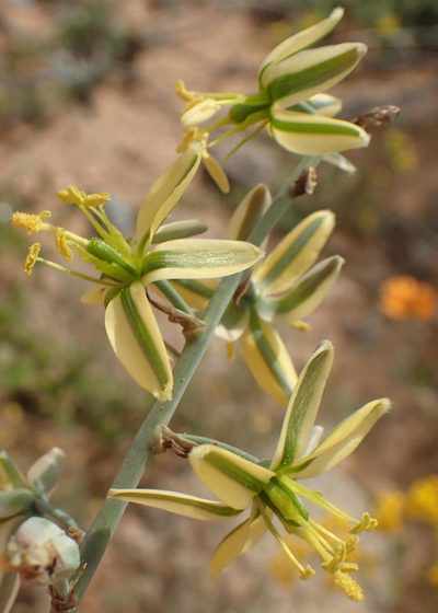 Coilonox vittatum, photographed by Nicola van Berkel