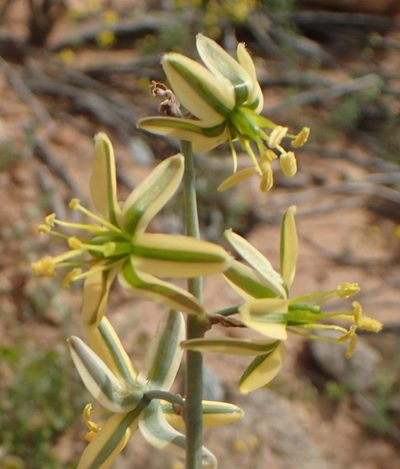 Coilonox vittatum, photographed by Nicola van Berkel