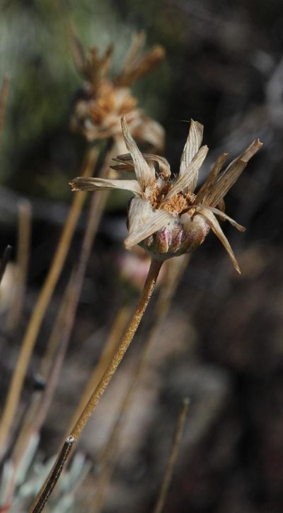 Euryops tagetoides, photographed by Tony Rebelo
