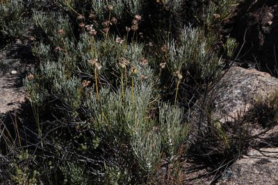 Euryops tagetoides, photographed by Tony Rebelo