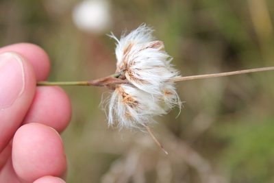 Eriophorum virginicum, photographed by Steven Lamonde