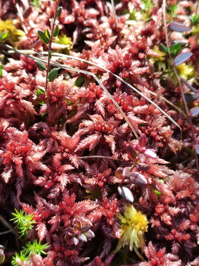 Sphagnum divinum, photographed by Марина Давлетшина