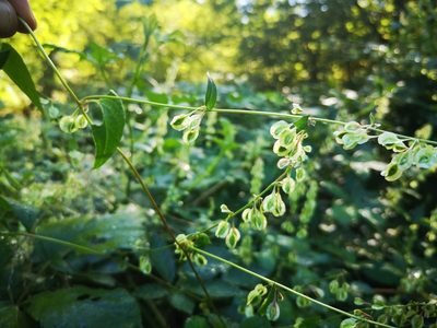 Fallopia dumetorum, photographed by pol parrhesia