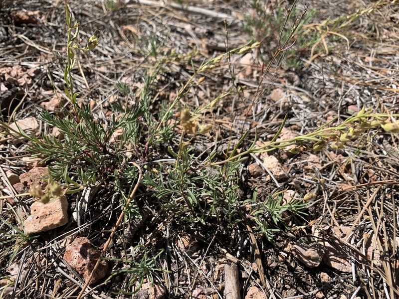 Penstemon linarioides, photographed by mark-groeneveld