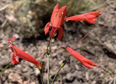 Penstemon barbatus, photographed by mark-groeneveld