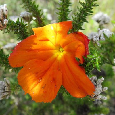 Harveya stenosiphon, photographed by Di Turner