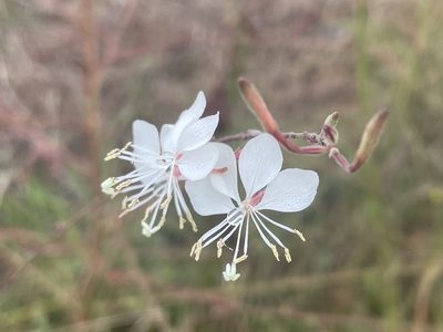 Oenothera filiformis, photographed by lejones417
