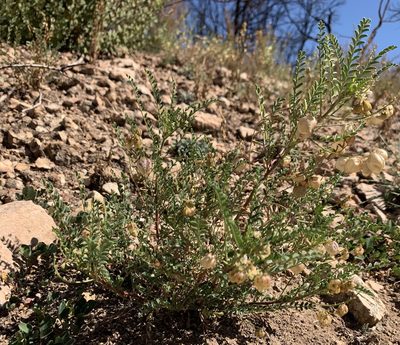 Astragalus wardii, photographed by mark-groeneveld