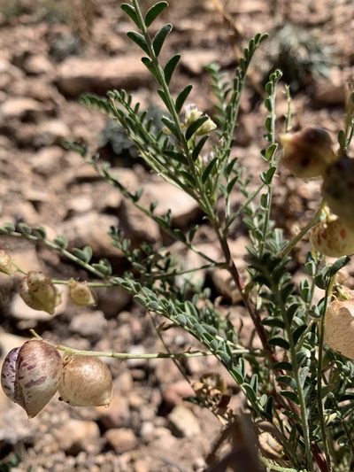 Astragalus wardii, photographed by mark-groeneveld