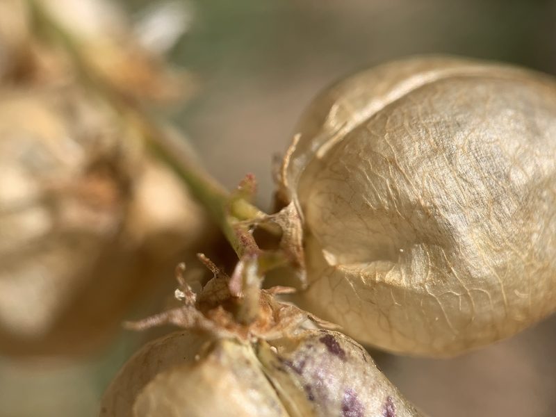 Astragalus wardii, photographed by mark-groeneveld