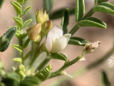 Astragalus wardii, photographed by mark-groeneveld