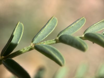 Astragalus wardii, photographed by mark-groeneveld