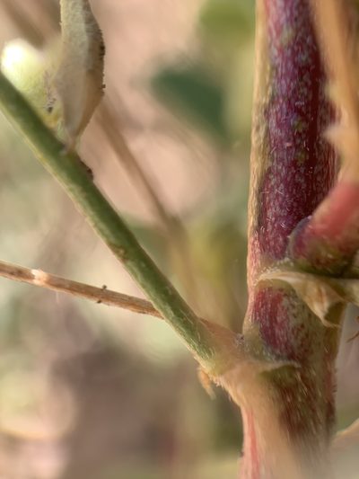 Astragalus wardii, photographed by mark-groeneveld