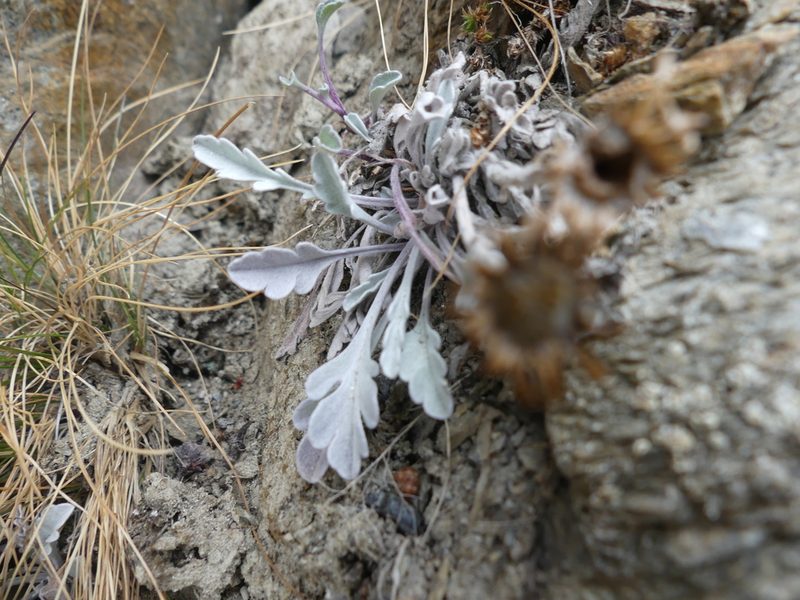 Jacobaea uniflora, photographed by Valentin Moser