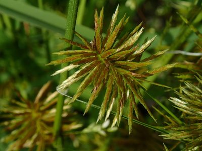 Cyperus strigosus, photographed by Katherine Baird