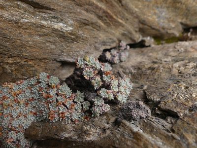 Androsace argentea, photographed by Valentin Moser